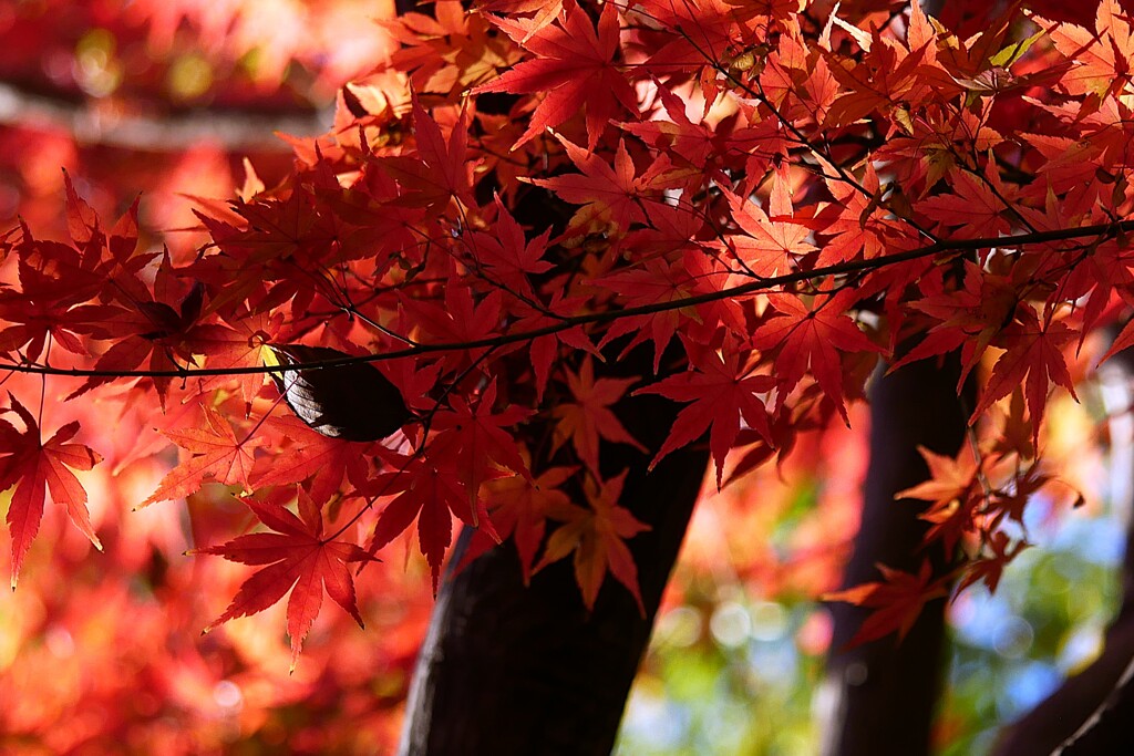 ② 紅葉は、今が見頃でした。