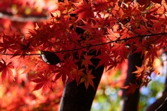 ② 紅葉は、今が見頃でした。