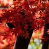 ② 紅葉は、今が見頃でした。