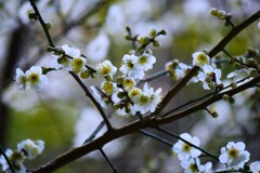 ④ 荏原神社の白梅