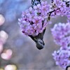 河津桜とヒヨドリ（4）