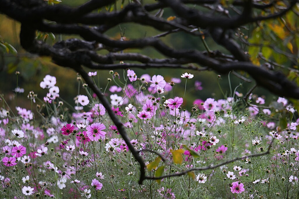 ⑤ 浜離宮恩賜庭園の秋桜