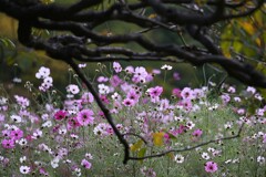 ⑤ 浜離宮恩賜庭園の秋桜