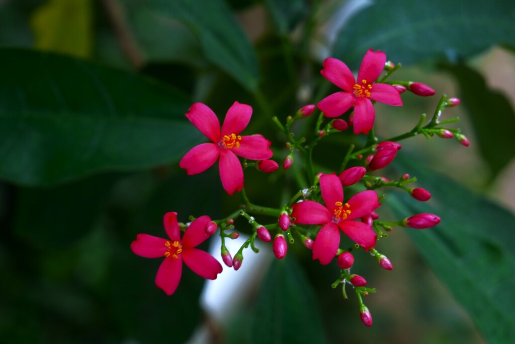 「大温室」の熱帯植物  ③ ナンヨウザクラ