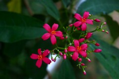 「大温室」の熱帯植物  ③ ナンヨウザクラ