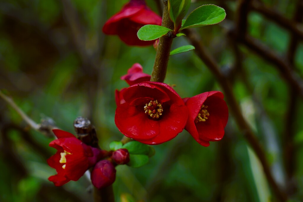 ボケの花