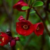 ボケの花