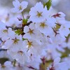 ③ 城址公園の桜