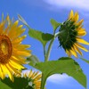 今日から夏だー！