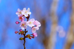 ④ 善福寺公園の下池の桜が・・・