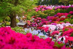⑤ 根津神社のつつじ苑にて