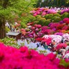 ⑤ 根津神社のつつじ苑にて