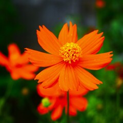 キバナコスモス咲いてました。