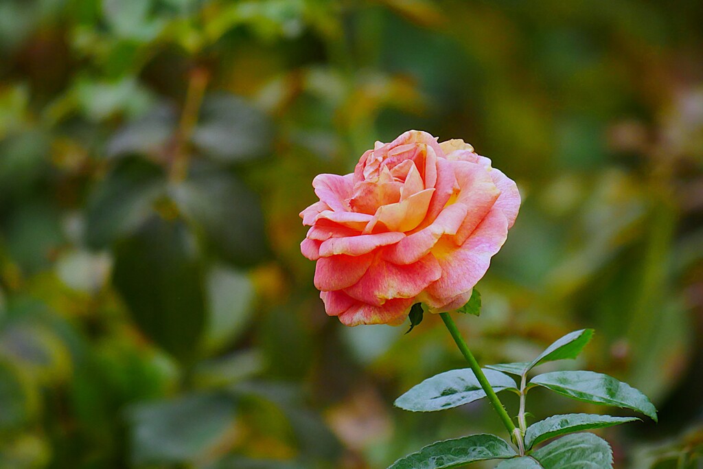 オレンジ色の薔薇
