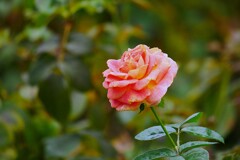 オレンジ色の薔薇