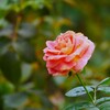 オレンジ色の薔薇