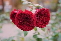 ⑧ 四季の香ローズガーデンの秋バラ