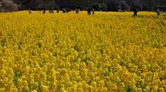 都会の「菜の花畑」です。