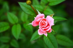 ミニ薔薇が・・・