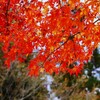 会津の秋色 ④   飯盛山・さざえ堂にて