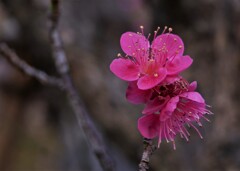 元気よく咲いた梅の花