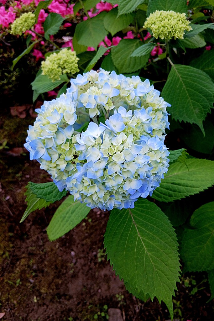 アジサイ