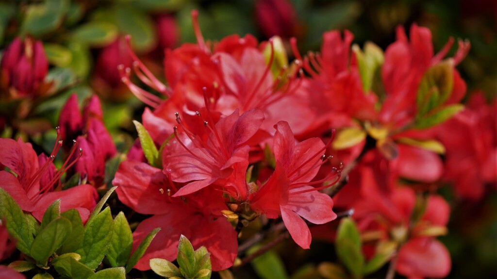 皐月躑躅 / さつきつつじ