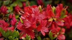 皐月躑躅 / さつきつつじ