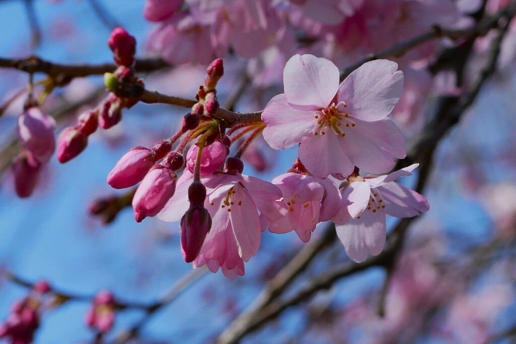 六義園のしだれ桜（1）