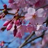 六義園のしだれ桜（1）