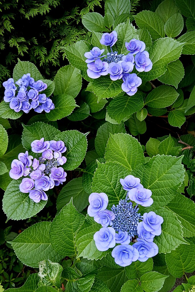 アジサイ / 紫陽花