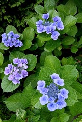 アジサイ / 紫陽花