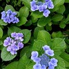 アジサイ / 紫陽花