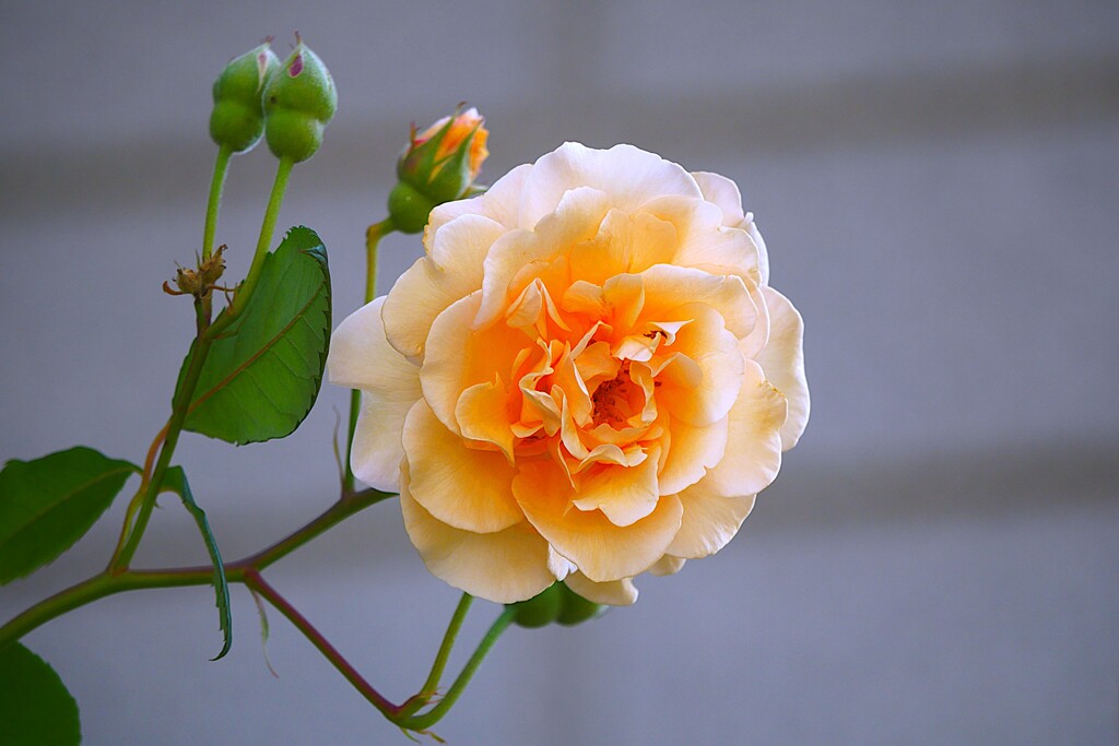 ③ 薔薇