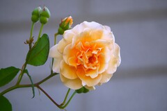 ③ 薔薇