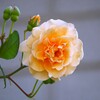 ③ 薔薇
