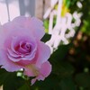 秋バラ（2）
