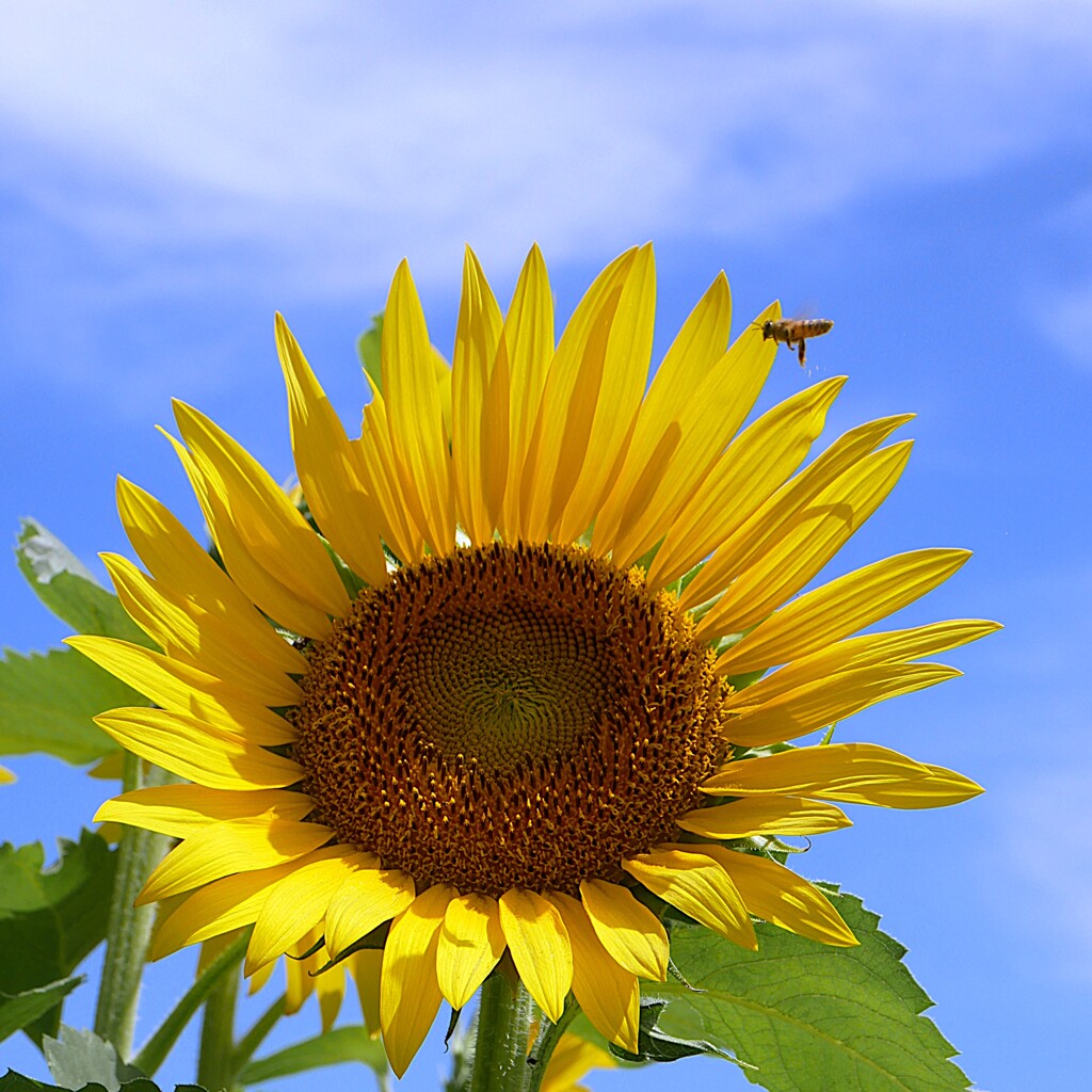 真夏の向日葵 ⑦ by ken2023 （ID：13088362） - 写真共有サイト