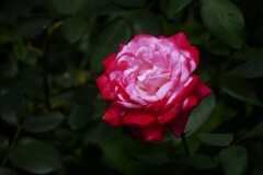 日比谷公園に咲くバラ（4）