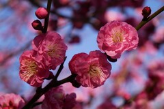 ③ 春のような陽気に、梅の花が見頃に・・・