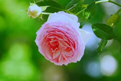 ⑦ 春の薔薇
