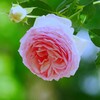 ⑦ 春の薔薇