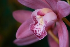 「らん・ラン・蘭 展 2026年」が開催中！