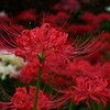 ⑧ 彼岸花
