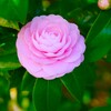 ① 大好きな乙女椿が咲いてました。