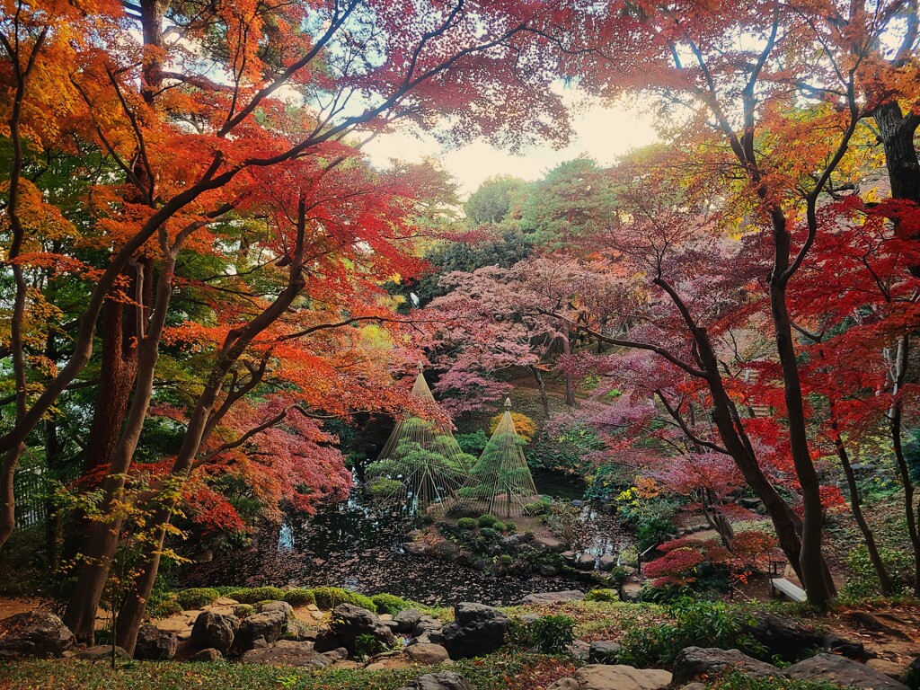 ⑧ 殿ヶ谷戸庭園の紅葉