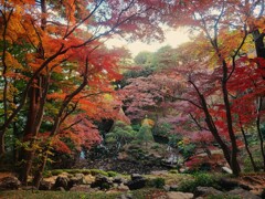 ⑧ 殿ヶ谷戸庭園の紅葉