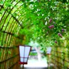 「萩のトンネル」が見頃です。
