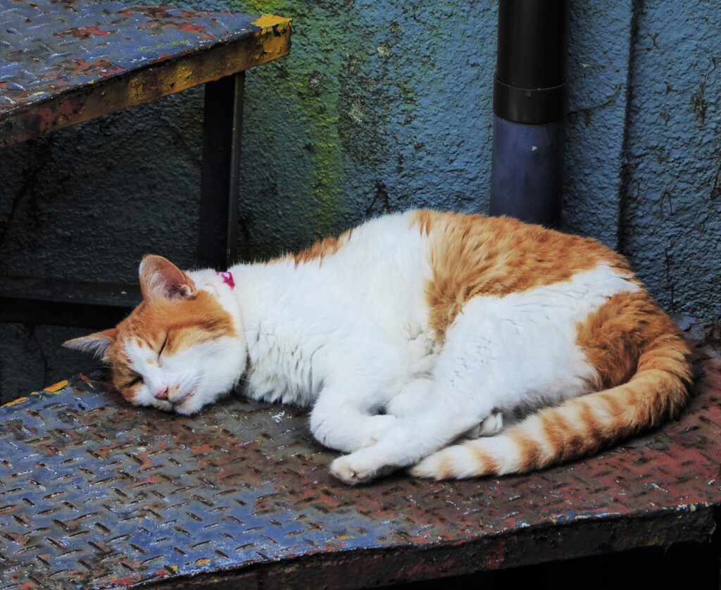 螺旋階段で寝る猫