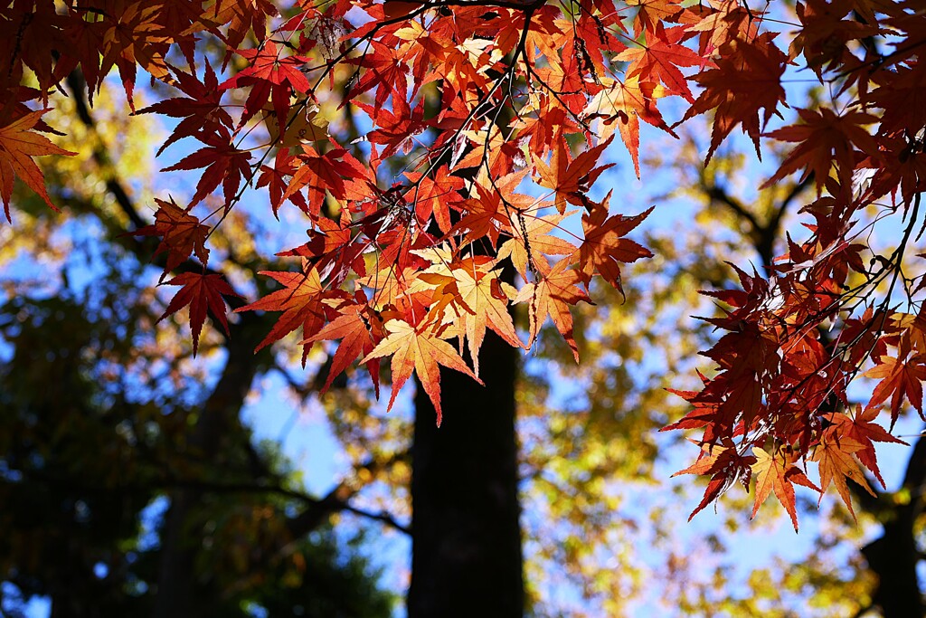 ⑤ 紅葉は、今が見頃でした。
